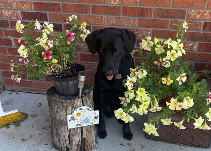 Flowers and the family dog on the job