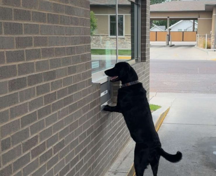 Goose making a withdrawl